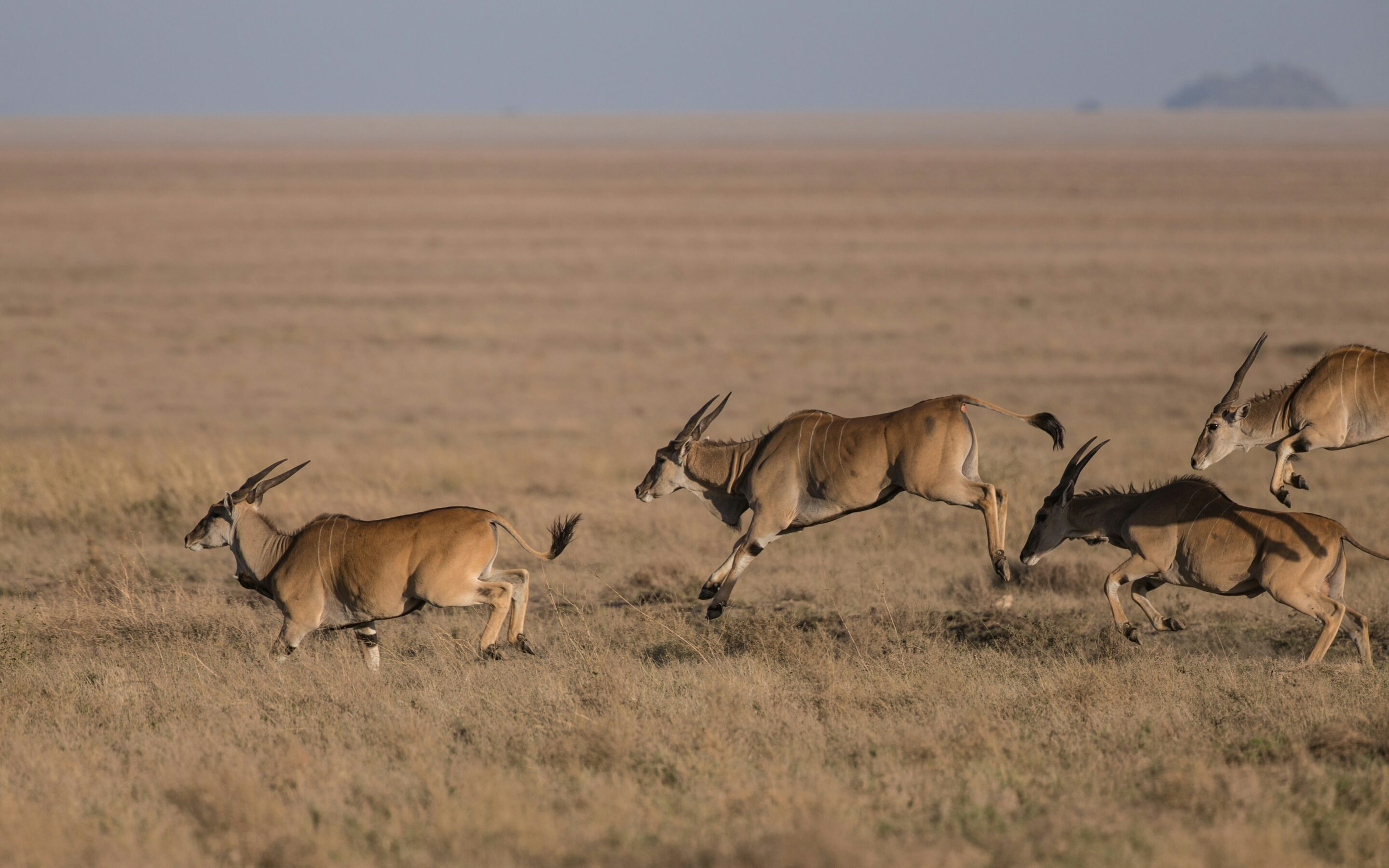 Central Kalahari Game Reserve