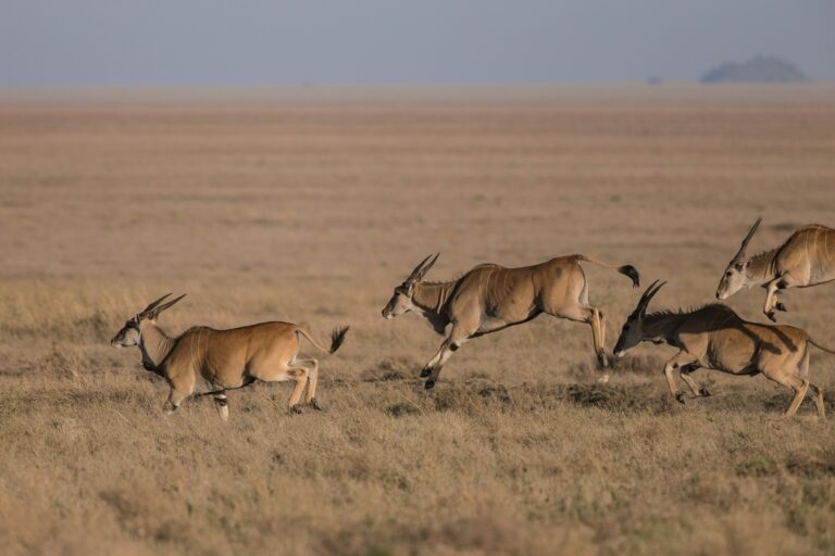Central Kalahari Game Reserve