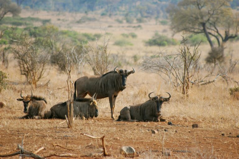 Mashatu Game Reserve