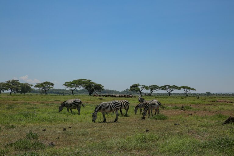 Moremi Game Reserve