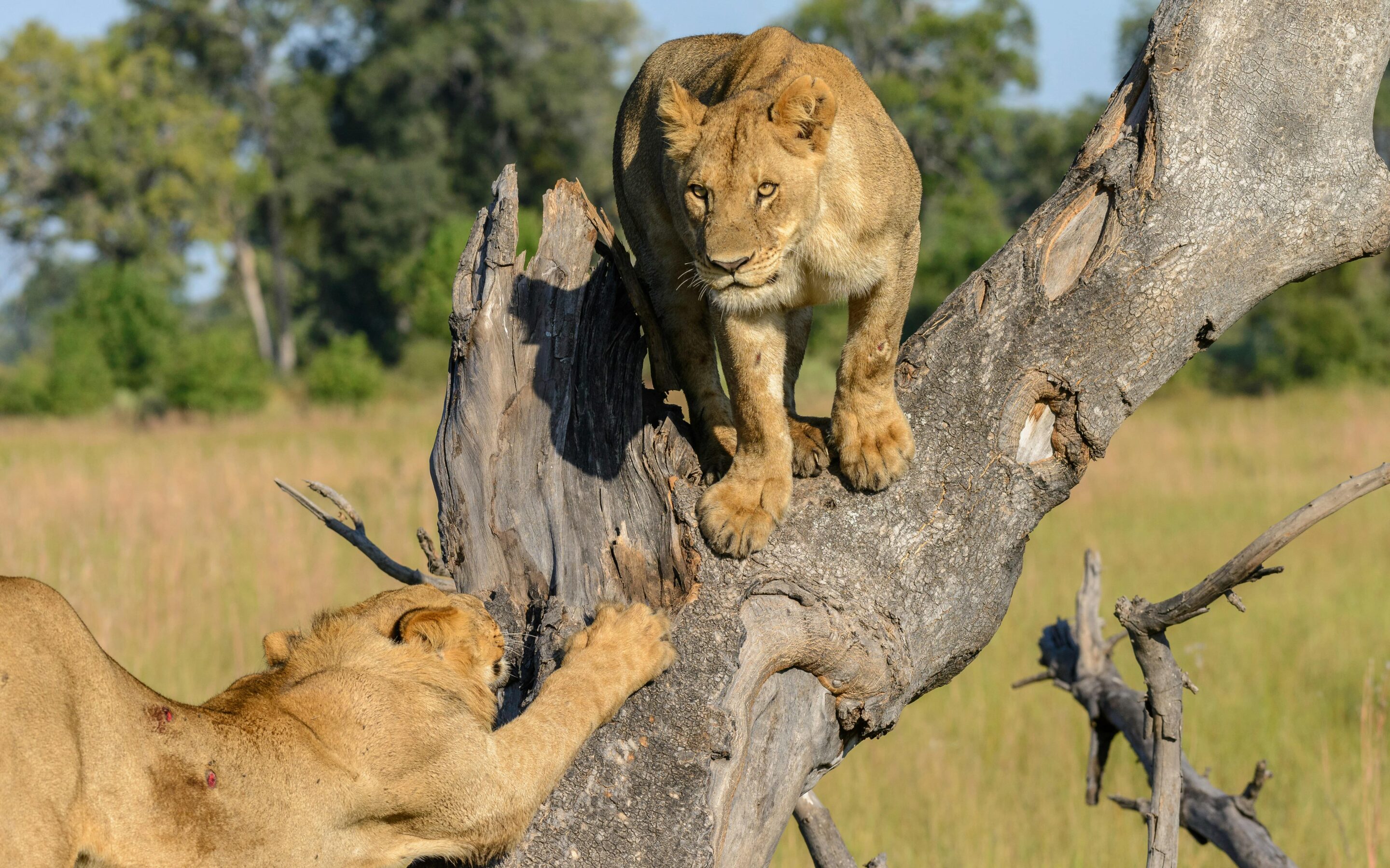 Okavango Delta