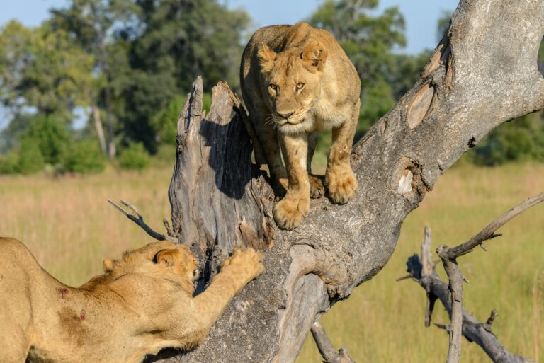 Okavango Delta