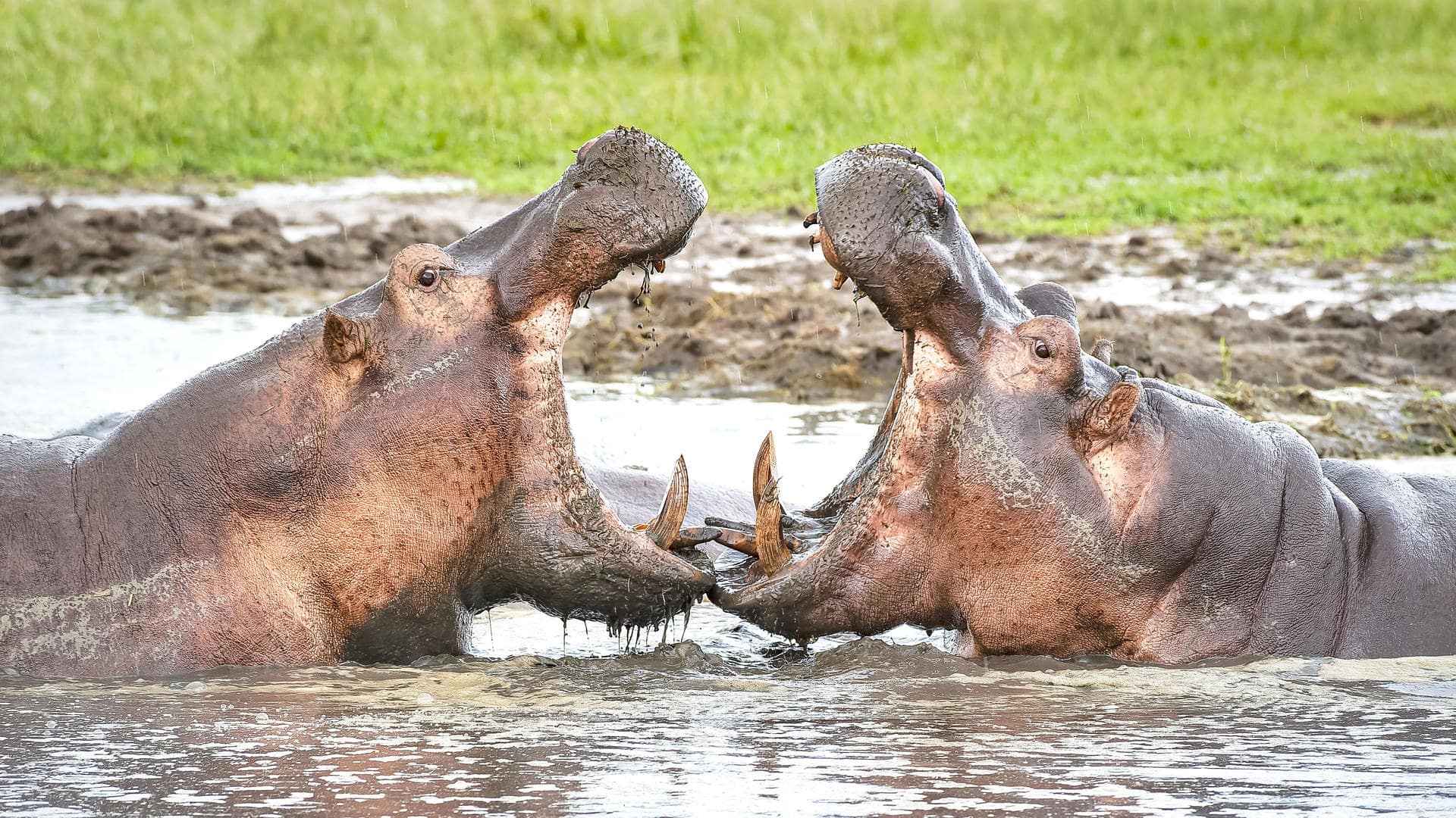 Katavi National Park
