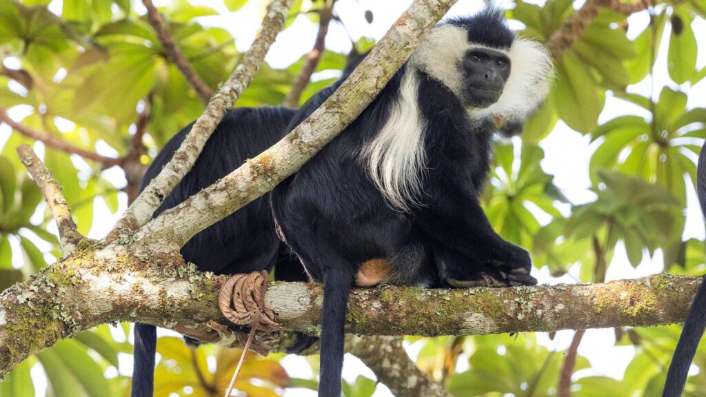 Rwanda