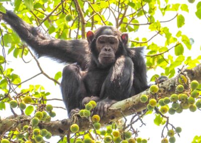 Chimpanzee Tracking in Nyungwe Forest