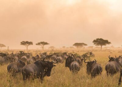 Wildebeest and zebras in Serengeti National Park, Tanzania