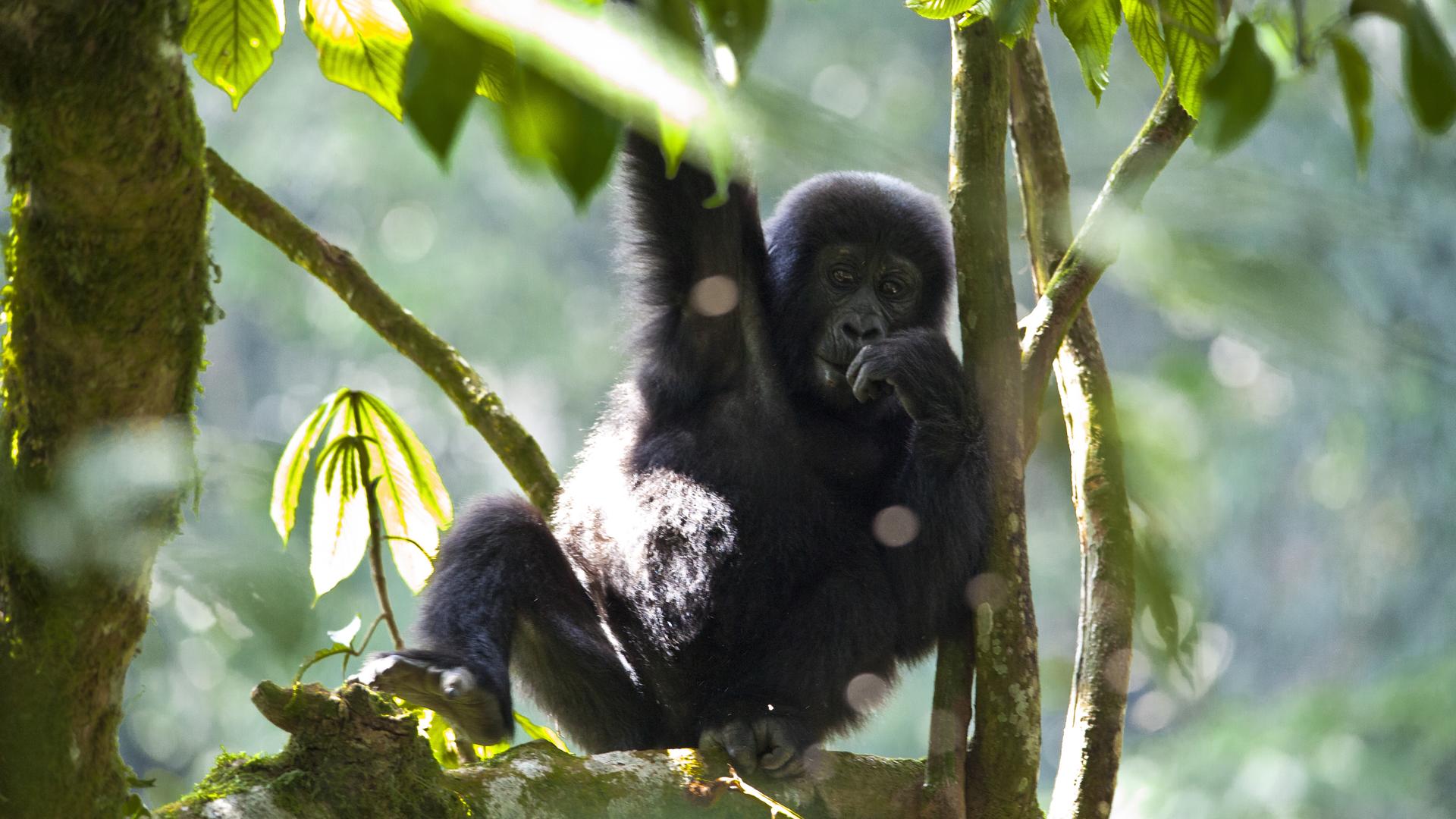 Bwindi Impenetrable National Park