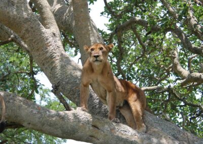Tree-Climbing Lions & Kazinga Channel