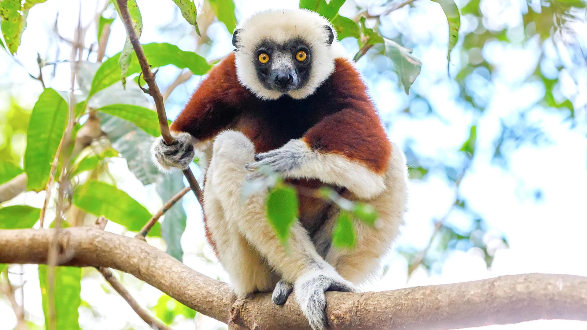Andasibe-Mantadia National Park