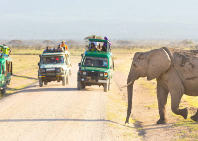 Elephant-Focused Game Drives