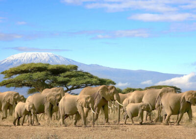 Elephant-Focused Game Drives