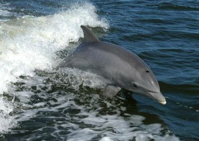 Dolphin Watching Excursions