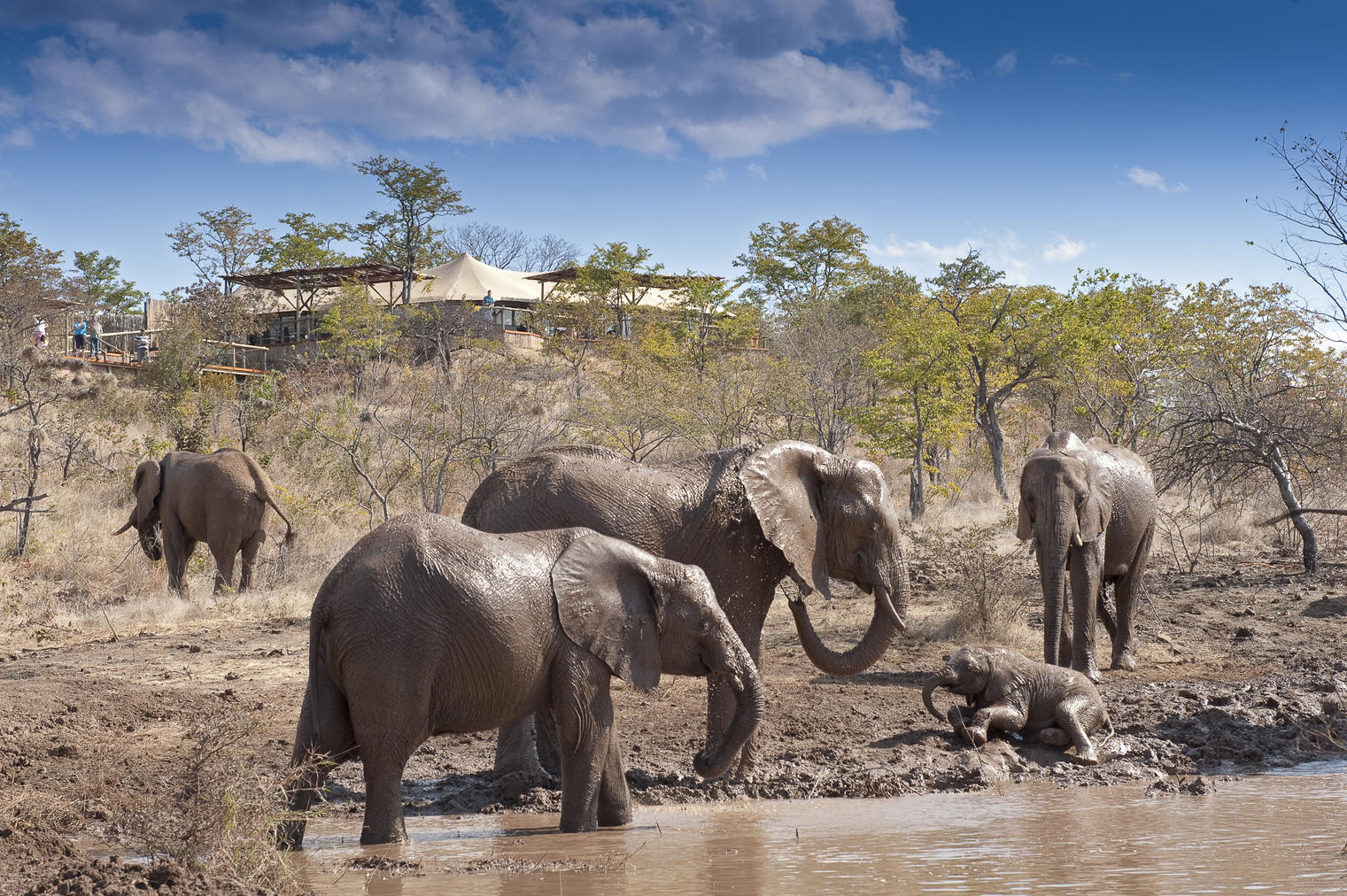 Elephant Watch Camp