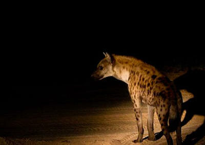 Night Game Drives
