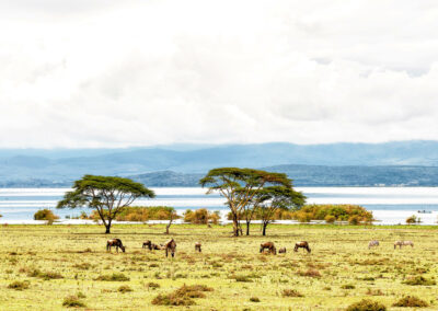 Crescent Island Walking Safari