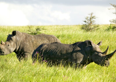 Rhino Conservation Experience