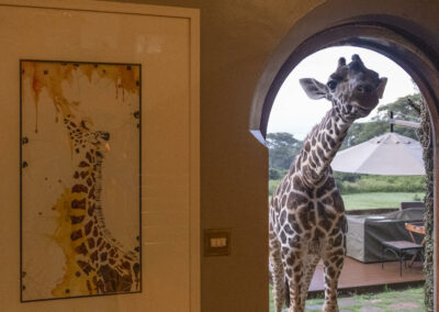 Giraffe Centre Visit