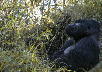 Bwindi Lodge Uganda with Adventures Africa
