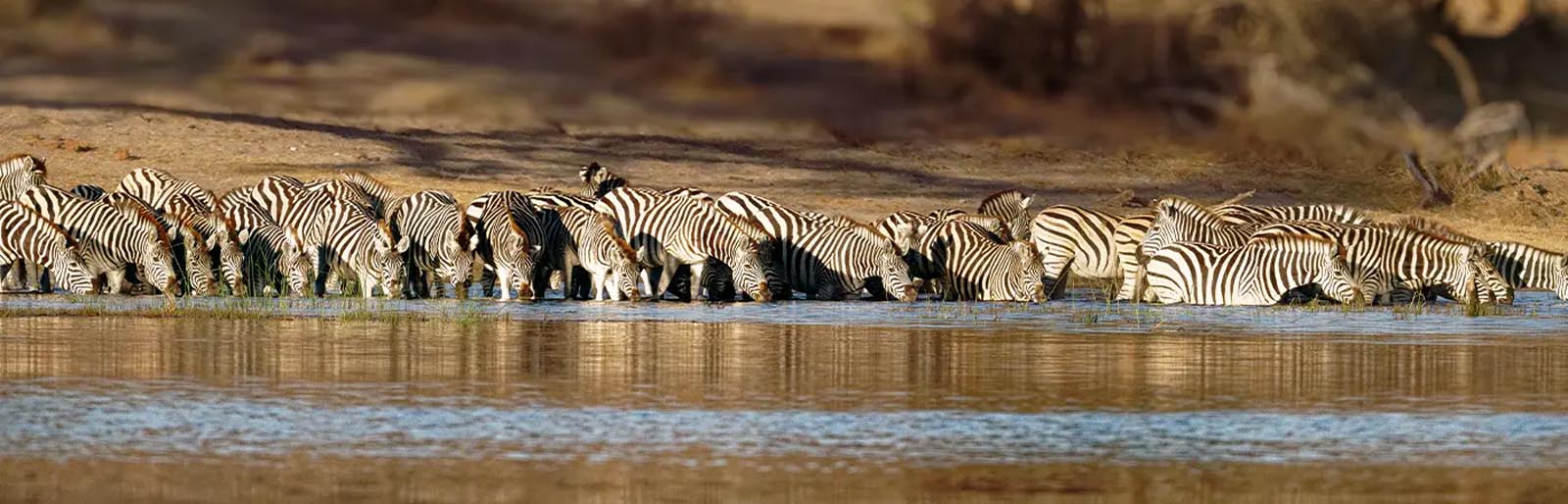 Botswana Safari