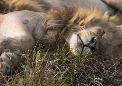 First Botswana Safari with Adventures Africa