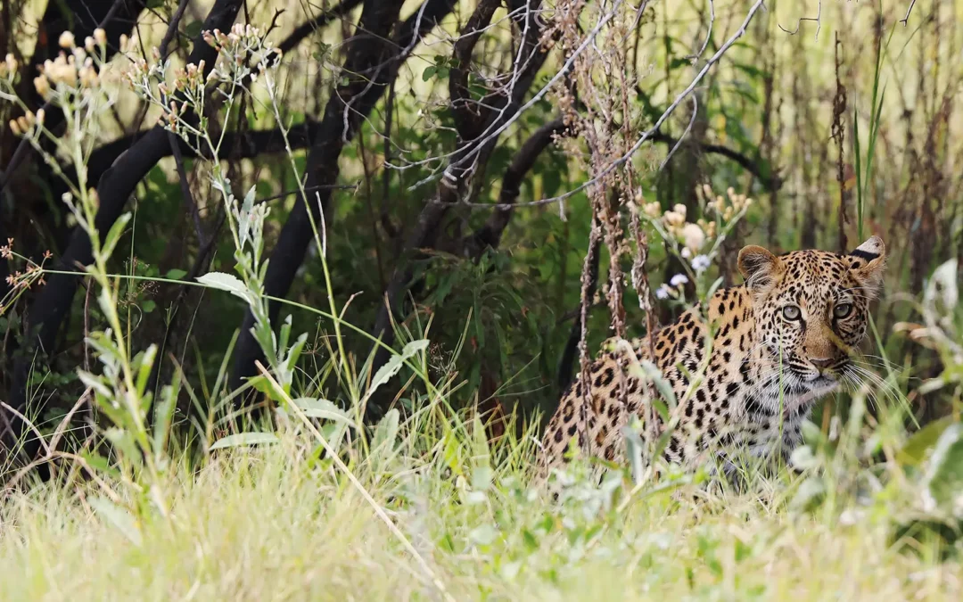 Okavango Delta Impressions