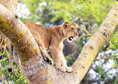 Ishasha Tree-Climbing Lions