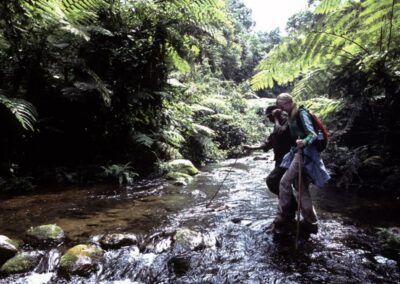 Forest Hiking Trails