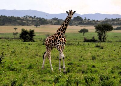 Kidepo Game Drives