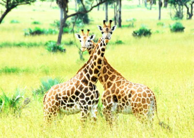 Narus Valley Wildlife Viewing