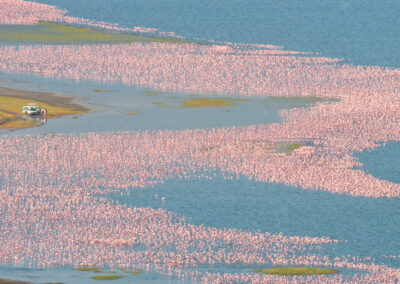 Lakeshore Flamingo Viewing