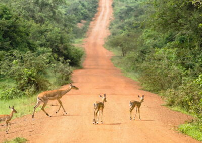 Game Drives