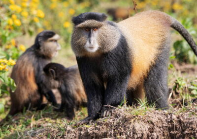 Golden Monkey Tracking