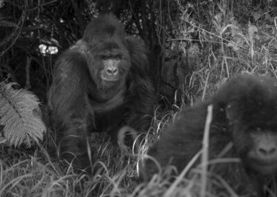 Gorilla Trekking