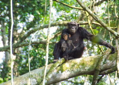 Chimpanzee Tracking