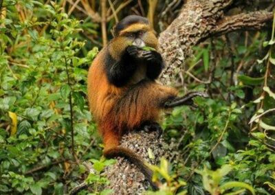 Golden Monkey Tracking