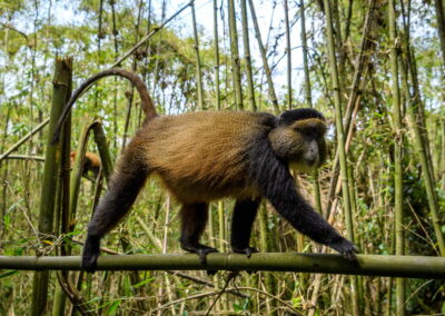 Golden Monkey Tracking