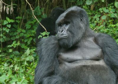 Gorilla Trekking