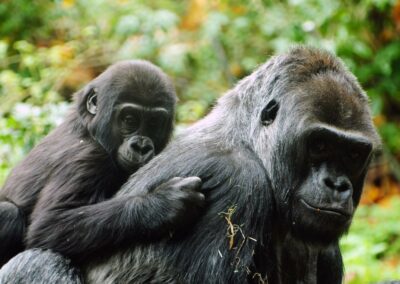 Gorilla Trekking