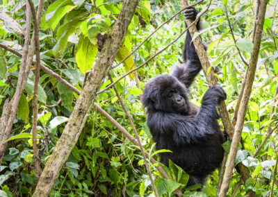 Gorilla Trekking
