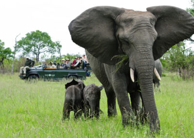 Sabi Sabi Saleti Camp with Adventures Africa