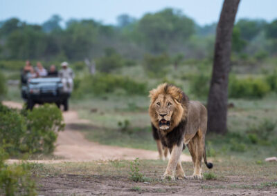 Sabi Sabi Saleti Camp with Adventures Africa