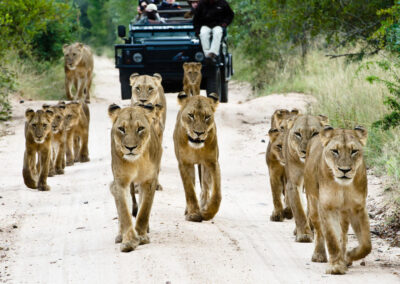 Sabi Sabi Saleti Camp with Adventures Africa