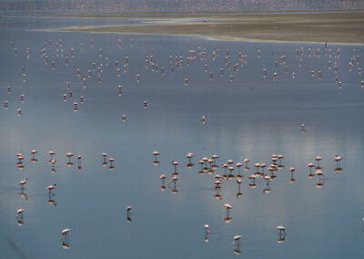 Lake Natron Flamingo Walks