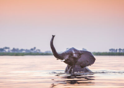 Nyerere Boat Safaris