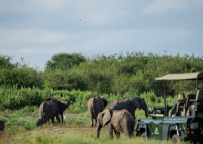Nyerere Game Drives