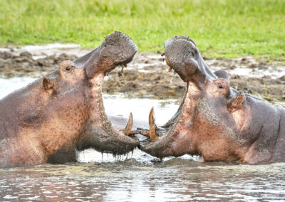 Ruaha River-Based Wildlife Viewing