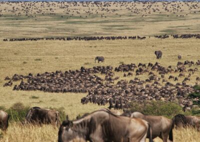 Great Migration Tracking
