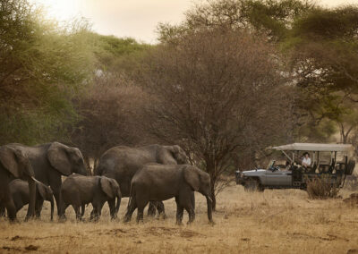 Elephant Tracking
