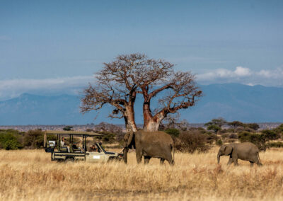 Game Drives